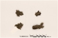 藏品(白髮苔屬)的圖片